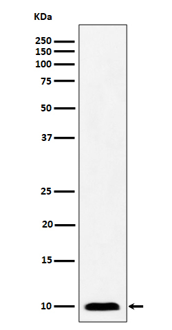NDUFAB1 Antibody in Western Blot (WB)
