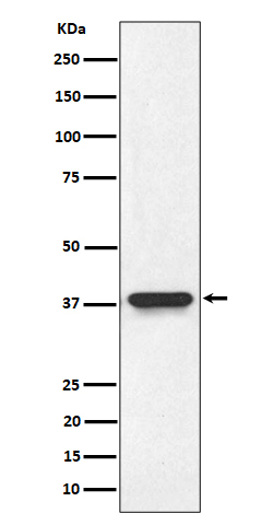 NMI Antibody in Western Blot (WB)