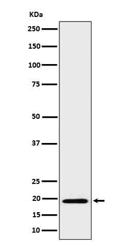 BCL2L15 Antibody in Western Blot (WB)