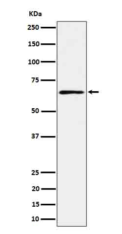 RIP2 Antibody in Western Blot (WB)