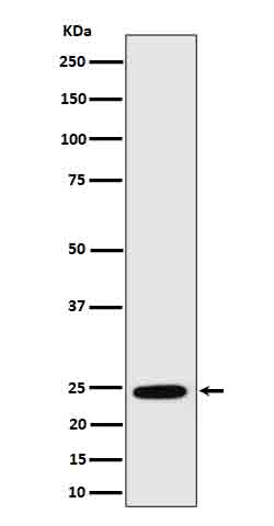 RALA Antibody in Western Blot (WB)