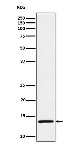 IL-15 Antibody in Western Blot (WB)