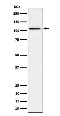 UBE1L Antibody in Western Blot (WB)