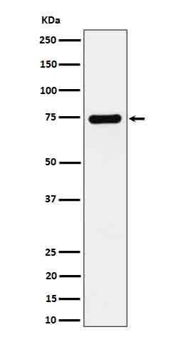Dopamine beta Hydroxylase Antibody in Western Blot (WB)