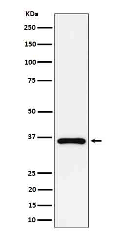 GAS2 Antibody in Western Blot (WB)
