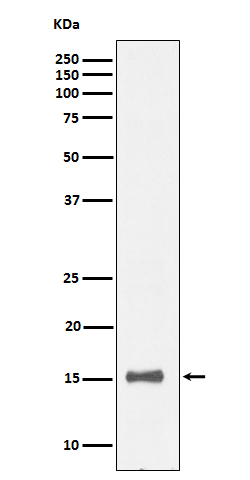 IL-13 Antibody in Western Blot (WB)