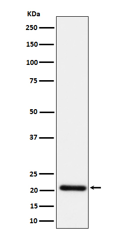 HN1 Antibody in Western Blot (WB)