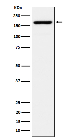 eIF3a Antibody in Western Blot (WB)