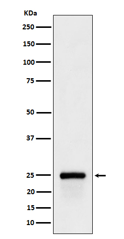 GSTA4 Antibody in Western Blot (WB)