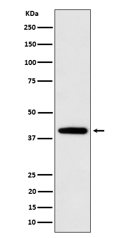 SEC14L2 Antibody in Western Blot (WB)