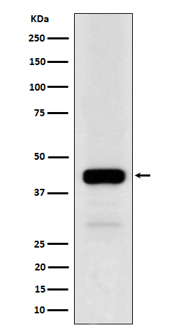 NFE2 Antibody in Western Blot (WB)