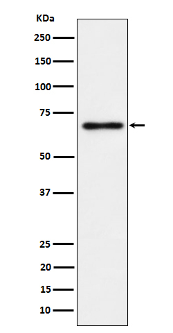 NR2C2 Antibody in Western Blot (WB)