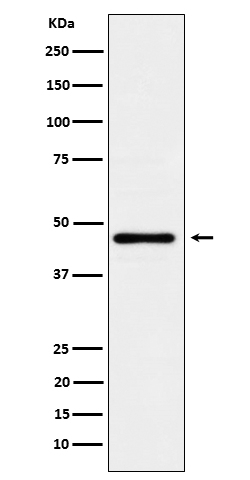LFNG Antibody in Western Blot (WB)