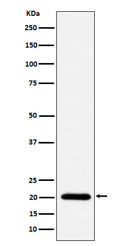 TIMM22 Antibody in Western Blot (WB)
