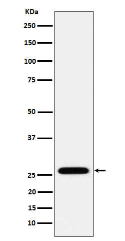 HOXC6 Antibody in Western Blot (WB)