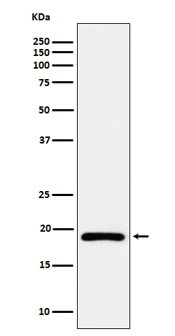 DUT Antibody in Western Blot (WB)