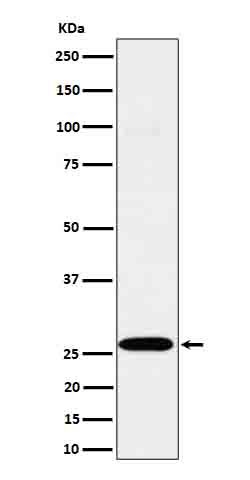 C1QA Antibody in Western Blot (WB)