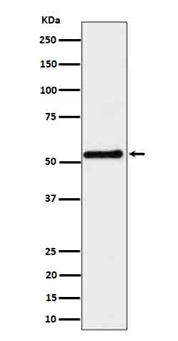 SHB Antibody in Western Blot (WB)