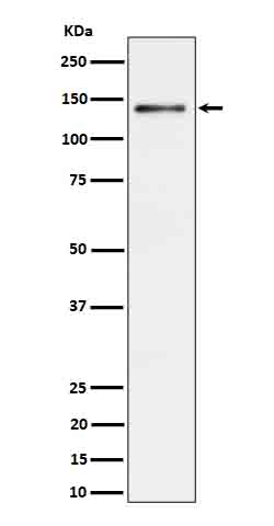 Ceruloplasmin Antibody in Western Blot (WB)