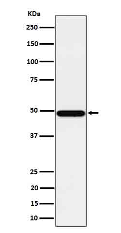 PSMC4 Antibody in Western Blot (WB)