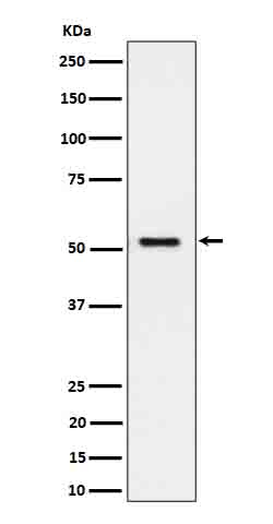 SEC62 Antibody in Western Blot (WB)