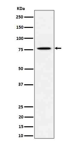 PSIP1 Antibody in Western Blot (WB)