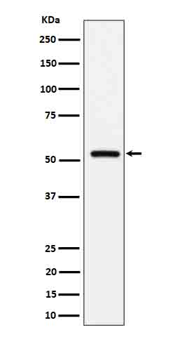 Fetuin B Antibody in Western Blot (WB)