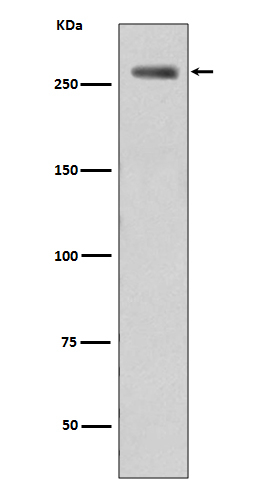 Phospho-LRRK2 (Ser935) Antibody in Western Blot (WB)