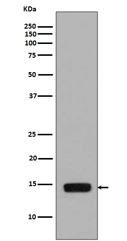 Phospho-Histone H2A (Ser129) Antibody in Western Blot (WB)