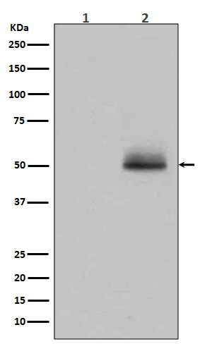 Phospho-GSK3 alpha/beta (Tyr279, Tyr216) Antibody in Western Blot (WB)
