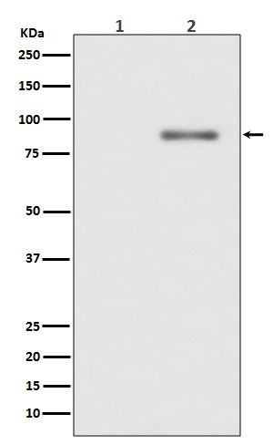 Phospho-PKC alpha (Thr638) Antibody in Western Blot (WB)