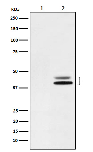 Phospho-ERK1/ERK3 (Thr202, Thr185) Antibody in Western Blot (WB)