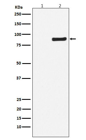 Phospho-TBK1 (Ser172) Antibody in Western Blot (WB)