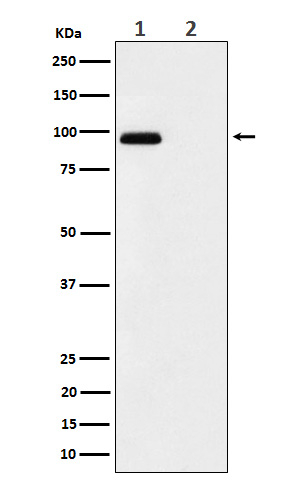 Phospho-FGFR3 (Tyr724) Antibody in Western Blot (WB)