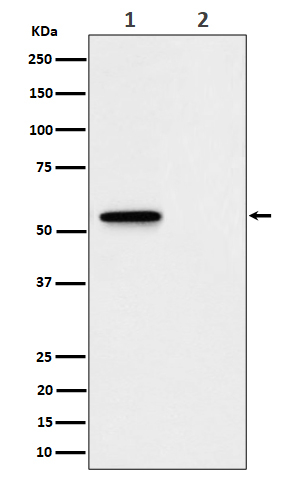 Phospho-MLKL (Ser345) Antibody in Western Blot (WB)