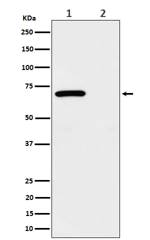 Phospho-Chk2 (Thr68) Antibody in Western Blot (WB)
