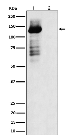 Phospho-TAOK1/TAOK2/TAOK3 (Ser181, Ser177) Antibody in Western Blot (WB)