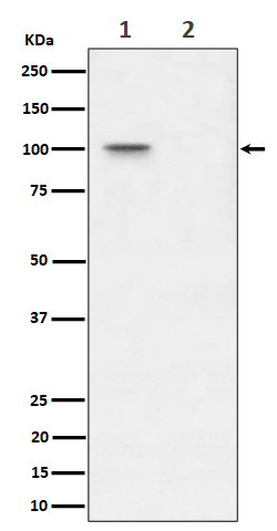 Phospho-Nucleolin (Thr76) Antibody in Western Blot (WB)