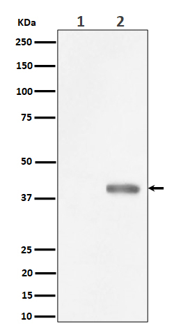 Phospho-PBK (Thr9) Antibody in Western Blot (WB)