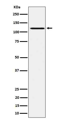 Phospho-JAK1 (Tyr1034, Tyr1035) Antibody in Western Blot (WB)