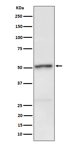 Phospho-RIP3 (Ser232) Antibody in Western Blot (WB)