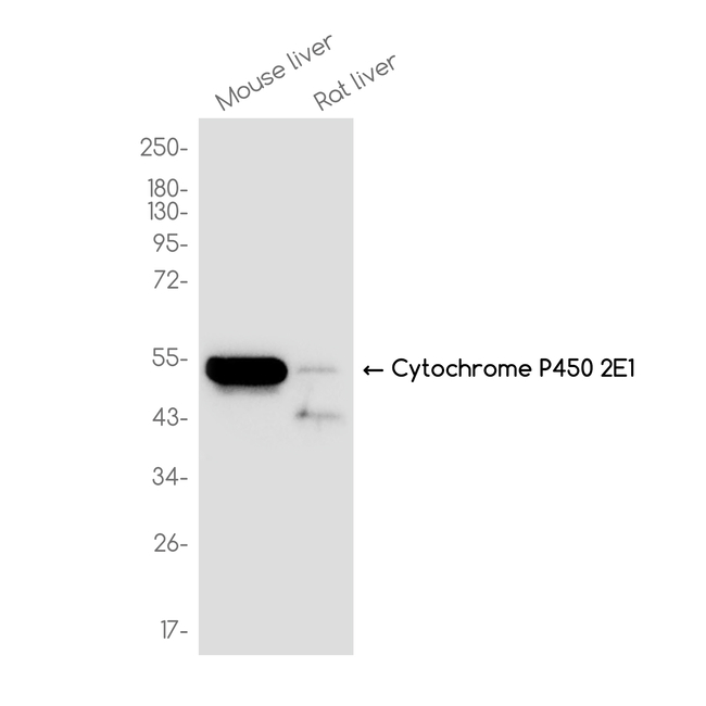 CYP2E1 Antibody in Western Blot (WB)