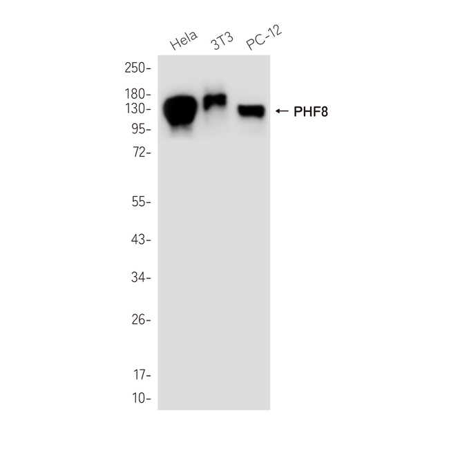 PHF8 Antibody in Western Blot (WB)