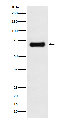GRASP65 Antibody in Western Blot (WB)