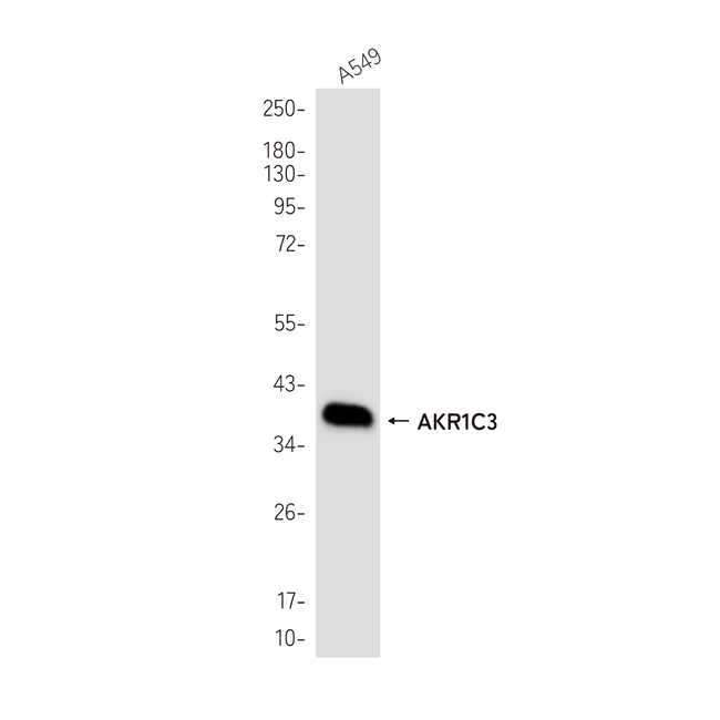 AKR1C3 Antibody in Western Blot (WB)