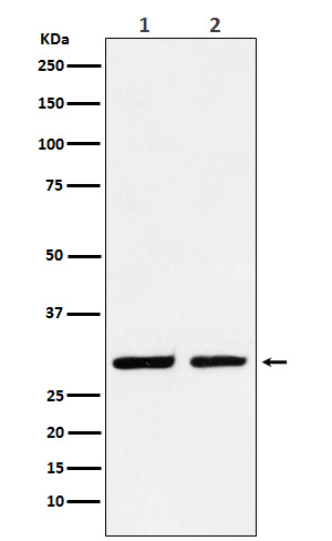 DLX5 Antibody in Western Blot (WB)