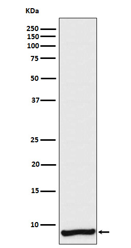 Apolipoprotein C1 Antibody in Western Blot (WB)