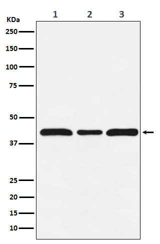 c-MAF Antibody in Western Blot (WB)