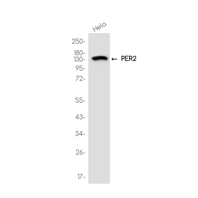 PER2 Antibody in Western Blot (WB)