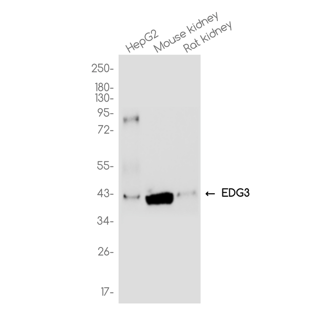 EDG3 Antibody in Western Blot (WB)